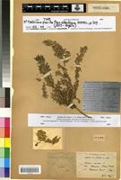 Type of Ononis clausonis Pomel [family FABACEAE-PAPILIONOIDEAE]
