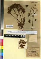 Type of Statice beaumeriana Coss. var. tripeaui Maire [family PLUMBAGINACEAE]