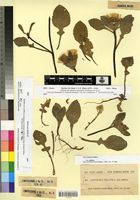 Type of Centaurea pullata L. f. albiflora P. et F.Q. [family ASTERACEAE]