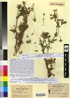 Type of Daucus muricatus L. var. decumbens Batt. [family APIACEAE]