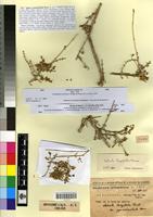 Type of Salsola gymnomaschala Maire [family CHENOPODIACEAE]