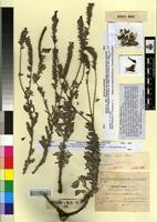 Type of Echium vidali Sennen [family BORAGINACEAE]