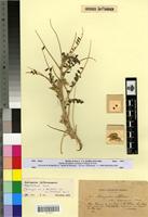 Holotype of Astragalus akkensis Coss. var. oranensis Barr. [family FABACEAE-PAPILIONOIDEAE]
