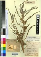 Type? of Astragalus gombo Coss. & Dur. subsp. mendax Maire [family FABACEAE-PAPILIONOIDEAE]