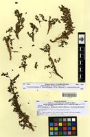 Type? of Ononis schousboei Pitard [family FABACEAE-PAPILIONOIDEAE]