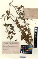 Type of ipomoea blepharosepala A.Rich. [family CONVOLVULACEAE]