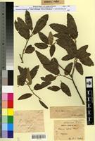 Type? of Quercus afares Pomel f. spinosa Villar [family FAGACEAE]