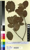 Type? of Quercus ilex L. f. macrophylla Villar [family FAGACEAE]