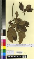 Syntype of Quercus x kabylica Trab. [family FAGACEAE]