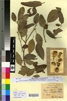 Type? of Quercus suber L. f. longifolia Villar [family FAGACEAE]