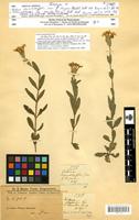 Isotype of Verbena chamaedryfolia Juss. f. strigosa Chodat [family VERBENACEAE]