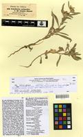 Isotype of schaffnera carduoides Sch.Bip. [family ASTERACEAE]