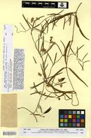 Syntype of Oxystelma alpini Decne. [family ASCLEPIADACEAE]