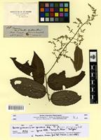 Isotype of banara guianensis Aubl. var. spruceana Briq. [family FLACOURTIACEAE]