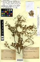 Type? of Vernonia cinerascens Sch.Bip. [family ASTERACEAE]