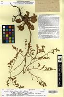 Isosyntype of Statice lilacina Boiss. & Balansa [family PLUMBAGINACEAE]