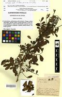 Isotype of Zanthoxylum hyemale A.St-Hil. [family RUTACEAE]