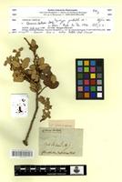 Type? of Quercus ballota Desf. [family FAGACEAE]