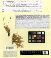 Isotype of Aira parvula Hook.f. [family POACEAE]