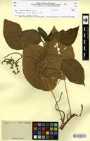 Isotype of Acalypha maxima Salzm. [family EUPHORBIACEAE]