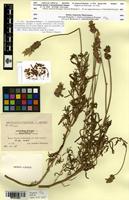 Isotype of Lavandula dentata L. f. pinnatolobulata Sennen [family LAMIACEAE]