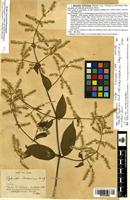 Isosyntype of Hebanthe hookeriana Hemsl. [family AMARANTHACEAE]