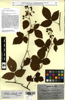 Lectotype of Rubus delicatulus Martrin-Donos [family ROSACEAE]