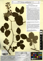 Syntype of Rubus vestitus Weihe subsp. pilifer Sudre [family ROSACEAE]
