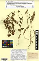 Type of Ononis curtipendula Sirjaev [family FABACEAE-PAPILIONOIDEAE]