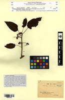 Type? of Actinidia melanandra Franch. [family ACTINIDIACEAE]