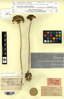 Paratype of Allium aschersonianum Barbey [family AMARYLLIDACEAE]