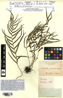 Isosyntype of Davallia pinnata Cav. [family PTERIDOPHYTA]