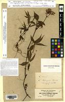 Isosyntype of Vitis oxyphylla A.Rich. [family VITACEAE]