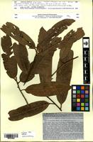 Isotype of Myristica erratica Hook. f. & Thomson [family MYRISTICACEAE]