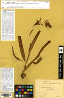 Paratype of Dactylorhiza occitanica Geniez, Melki, Pain & Soca [family ORCHIDACEAE]