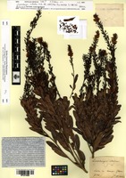 Type? of Luxemburgia octandra A. St.-Hil. [family OCHNACEAE]