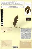 Isotype of Cestrum tinus Dunal [family SOLANACEAE]
