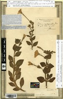 Isotype of Nicotiana axillaris Lam. [family SOLANACEAE]