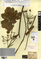 Isosyntype of Heracleum occidentale Bor. [family APIACEAE]