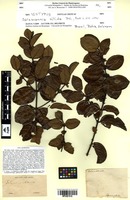 Isotype of Salzmannia nitida DC. [family RUBIACEAE]