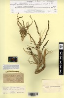 Type? of Astragalus gombo Coss. & Durieu ex Bunge [family FABACEAE]