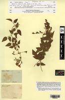 Type? of Jasminum bahiense DC. [family OLEACEAE]