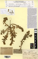 Isosyntype of Ononis cossoniana Boiss. & Reut. [family FABACEAE]