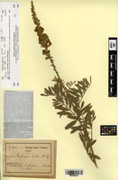 Isotype of Tephrosia elata Deflers [family FABACEAE]