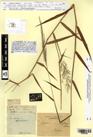 Isotype of Muhlenbergia brasiliensis Steud. [family POACEAE]