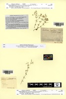 Type? of Galium capillare Cav. [family RUBIACEAE]