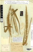 Isotype of Panicum amphibolum Steud. [family POACEAE]