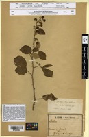 Type of Rubus crispulus Gand. [family ROSACEAE]