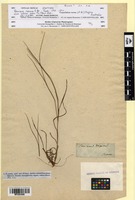Isotype of Panicum rarum R.Br. [family POACEAE]