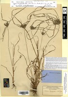 Isosyntype of Cyperus tanyphyllus Ridl. [family CYPERACEAE]